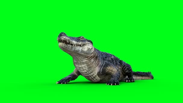 Overksamma Aggressiva Krokodiler Alligatorer Reptiler Grön Skärm Isolat — Stockvideo