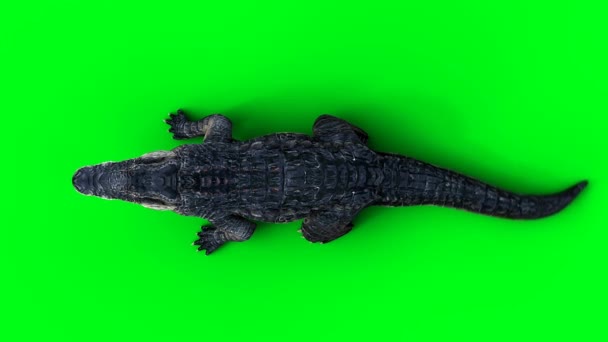 Crocodilo Agressivo Jacaré Réptil Isolar Tela Verde — Vídeo de Stock