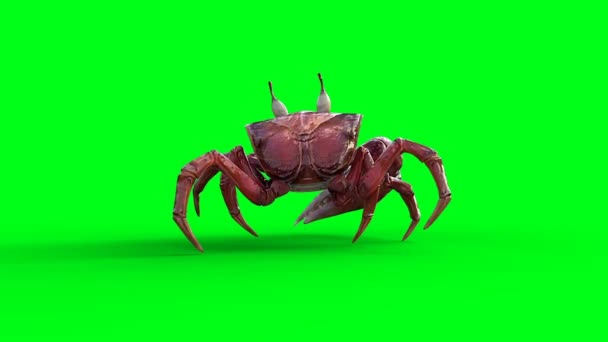 走螃蟹 绿色屏幕4K动画 — 图库视频影像