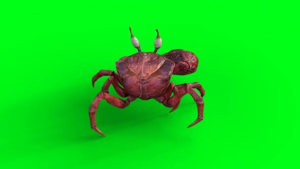 Walking Crab Green Screen Animation — Stock Video