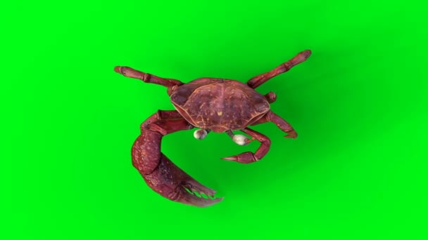 Walking Crab Groen Scherm Animatie — Stockvideo