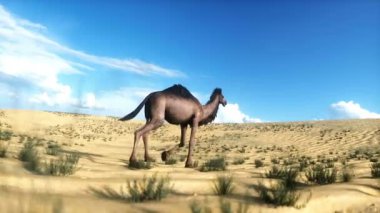 Çölde yürüyen deve. Gerçekçi 4k animasyonu