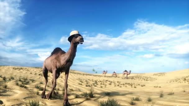 Kamelen Går Öknen Realistisk Animation — Stockvideo