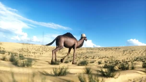 낙타는 사막에서 걷습니다 현실적인 애니메이션 — 비디오