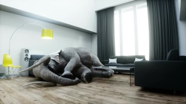 面白い象が部屋で寝ている リアルな4Kアニメーション — ストック動画