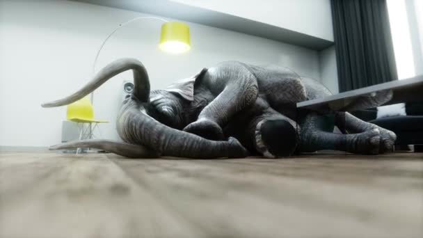 Funny Elephant Sleeping Room Realistic Animation — Stock Video