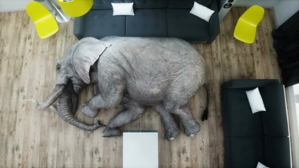 Divertente Elefante Che Dorme Camera Animazione Realistica — Video Stock