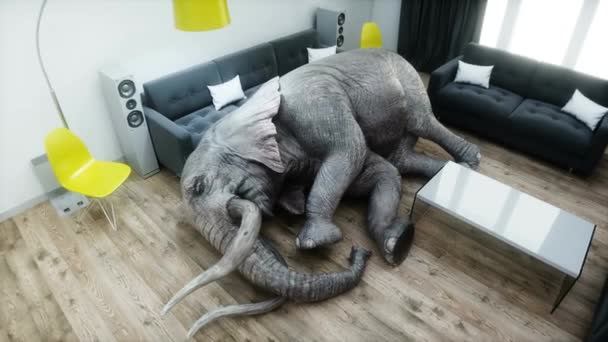 有趣的大象睡在房间里 现实的4K动画 — 图库视频影像