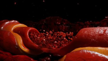 Kan dolaşımı. Kırmızı kan hücreleri. İnsan vücudunun içinde