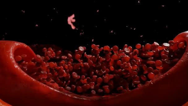 Corrente Sanguínea Glóbulos Vermelhos Dentro Corpo Humano — Vídeo de Stock