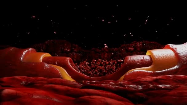 Кровоток Красные Кровяные Клетки Внутри Человеческого Тела — стоковое видео