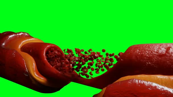 Кровоток Красные Кровяные Клетки Внутри Человеческого Тела Зеленый Экран — стоковое видео