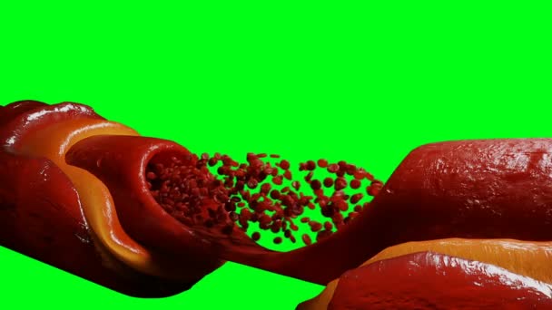 Kan Dolaşımı Kırmızı Kan Hücreleri Nsan Vücudunun Içinde Yeşil Ekran — Stok video