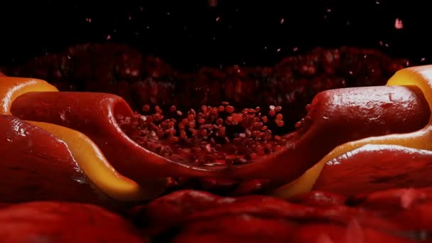 Ροή Αίματος Ερυθρά Αιμοσφαίρια Μέσα Στο Ανθρώπινο Σώμα — Αρχείο Βίντεο