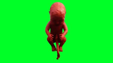 unborn baby fetus in amniotic sac. Realistic green screen. 3d rendering clipart