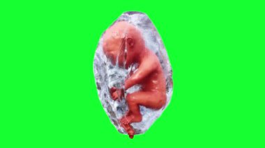 Amniyotik kesede doğmamış bebek fetüs. Gerçekçi yeşil ekran 4k animasyonu