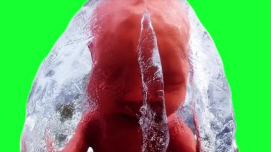 Amniyotik kesede doğmamış bebek fetüs. Gerçekçi yeşil ekran 4k animasyonu