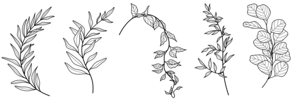 Ramos Com Folhas Conjunto Elementos Florais Para Decoração Desenhos Botânicos — Fotografia de Stock