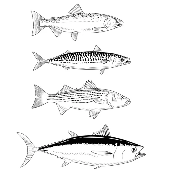 Czarno Biały Rysunek Ryby Owoce Morza Makrela Łosoś Tuńczyk Ilustracja — Zdjęcie stockowe