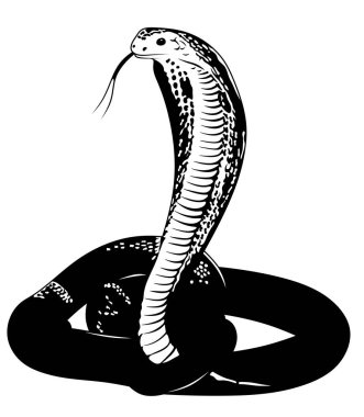 Kobra saldırmaya hazırlanıyor. İzole edilmiş tek renkli kobra. Zehirli yılanı çek. Zehirli yılan uyarısı için siyah ve beyaz yılan..