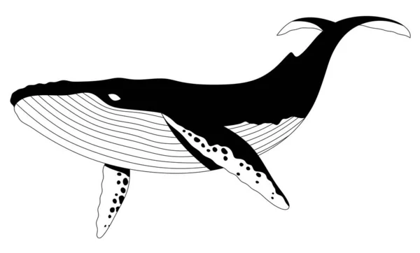 Czarno Biały Minimalistyczny Wieloryb Logo Czarnego Wieloryba Odizolowane — Zdjęcie stockowe