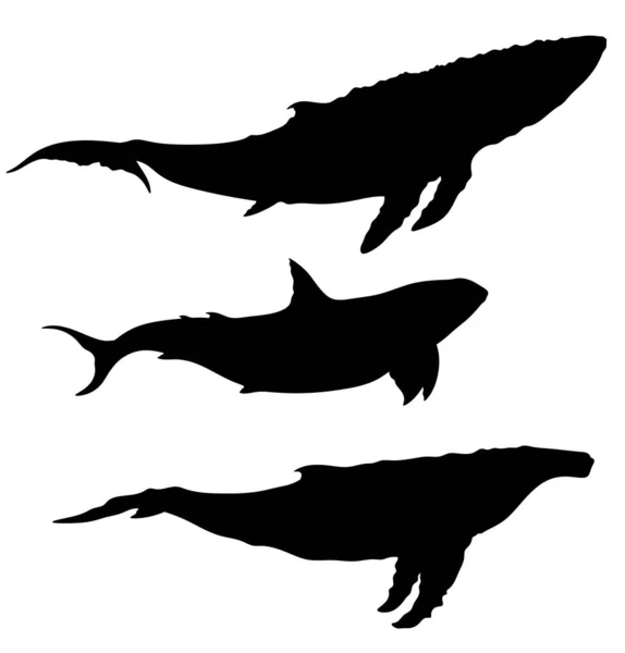 Sylwetka Wieloryba Wieloryba Zestaw Izolowanych Sylwetek Dużych Zwierząt Morskich — Zdjęcie stockowe