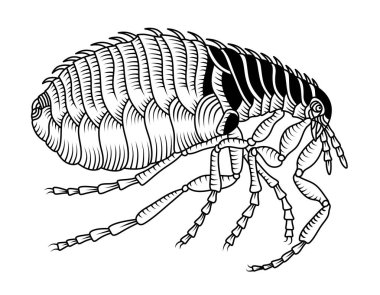 Bir pirenin siyah beyaz çizimi. Çeşitli insan ve hayvan patojenleri taşıyan kan emici böcekler..