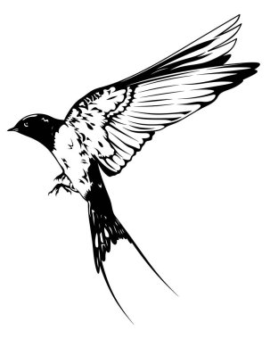 Siyah ve beyaz kırlangıç, kırlangıç. Uçan kara kırlangıç. Kuş barış ve özgürlüğün sembolü, logo..