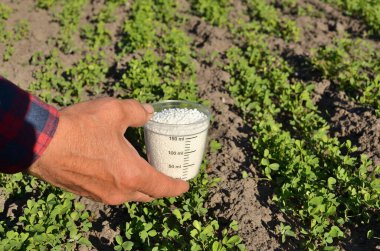 Bir el, tarlanın arka planında gübre ile birlikte bir ölçü kabını tutuyor. Bir adam yere nitrojen gübresi uygular. Ev çiftçiliği.