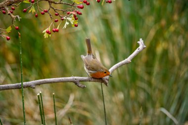 Küçük Robin kuru bir dala tünedi