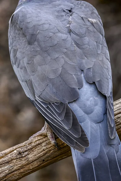 Detail Feathers Wood Pigeon — Stock Photo, Image