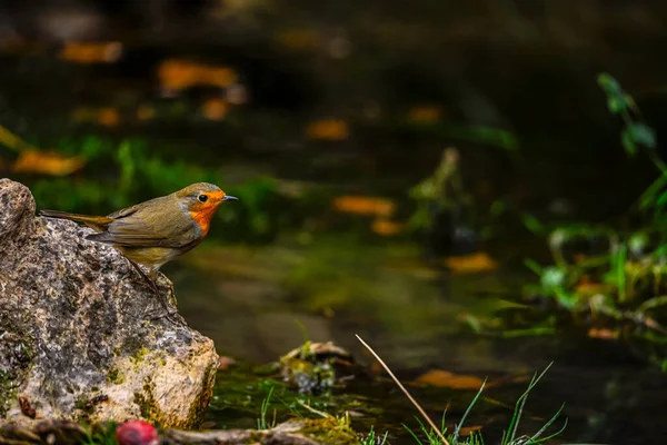 Small Robin Perched Edge Spring — Stock Photo, Image