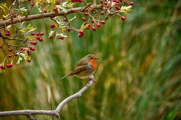 Little Robin Perched Dry Twig — Stock Photo, Image
