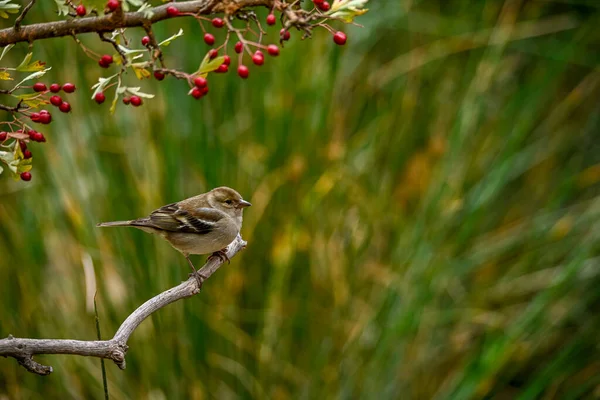 Spinoz Fringilla Coelebs Küçük Göçmen Kuş — Stok fotoğraf