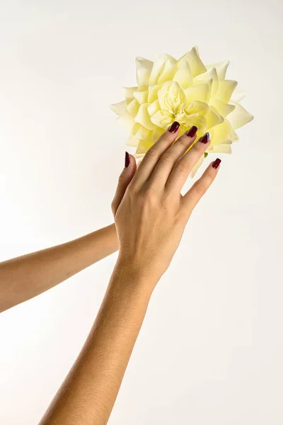 Hände Einer Jungen Frau Zeigen Auf Eine Gelbe Blume Weißer — Stockfoto
