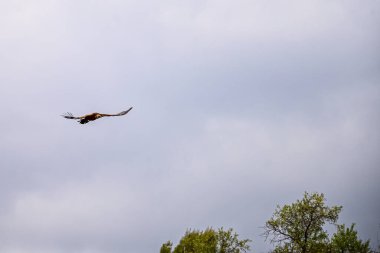 Griffon Vulture veya Gyps fulvus uçuşta