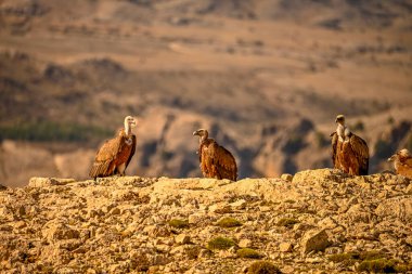 Griffon akbabaları ya da Gyps fulvus dağa tünemiş