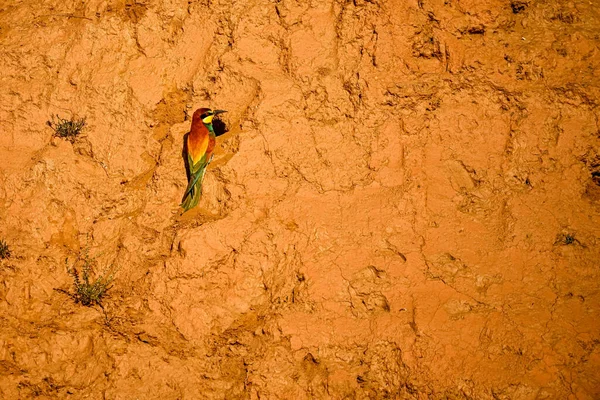 Bee Eater Merops Apiaster Standing Earthen Wall — Stock Photo, Image