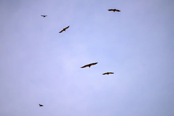 Groep Griffon Vultures Gyps Fulvus Tijdens Vlucht — Stockfoto