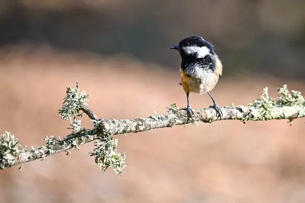 Great Tit Periparus Ater Perched Its Twig — Stok fotoğraf