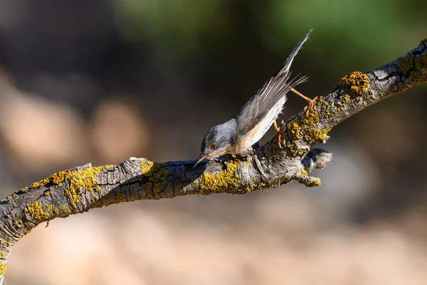 Subalpine Grasmücke Sylvia Cantillans Hockt Auf Einem Ast Auf Einem — Stockfoto