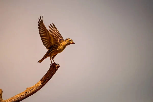 Koślawy Wróbel Lub Petronia Petronia Ptak Rodziny Passeridae — Zdjęcie stockowe