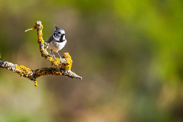 Hooded Tit Lophophanes Cristatus Perched Twig — 스톡 사진