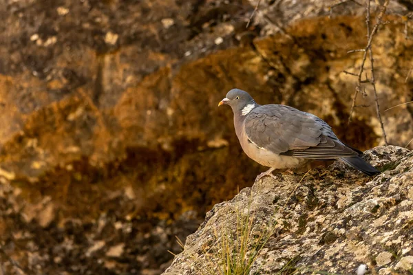 木鸽子或哥伦比亚棕榈 观察可能的危险 — 图库照片