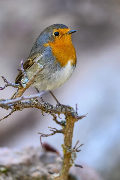Little Robin Perched Dry Twig — Stock Photo, Image
