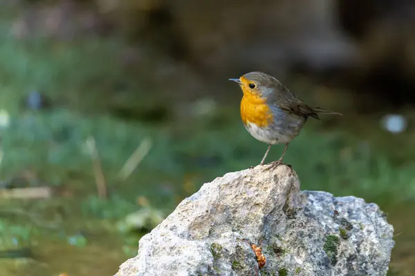Small Robin Perched Edge Spring — Stock Photo, Image