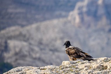 Sakallı akbaba ya da Gypaetus Barbatus, kayalara tünemiş..