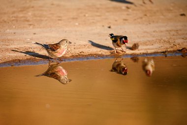 Linnet ya da Linaria cannabina, altın pınara yansıyan