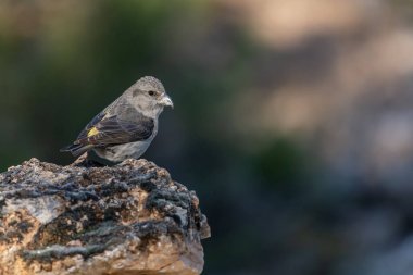 Crossbill veya Loxia Curvirostra, bir kayanın üzerine tünemiş.