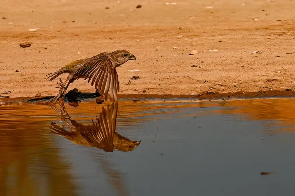 황금빛 반사되어 검은가슴물떼새 루하쿠 — 스톡 사진